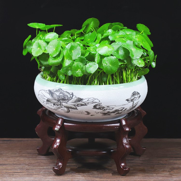 銅錢草 水培綠植室內(nèi)辦公水養(yǎng)植物草盆栽花卉土培 帶葉發(fā)貨