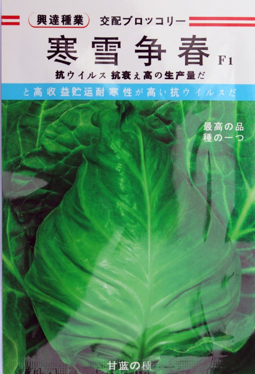 【寒雪爭(zhēng)春】早春栽培牛心甘藍(lán)種子 包心菜 春秋 冬性好越冬甘藍(lán)