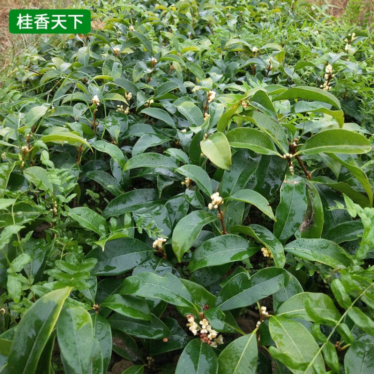 桂花樹苗基地批發(fā) 八月桂 四季桂小苗 品種 綠化園林苗木