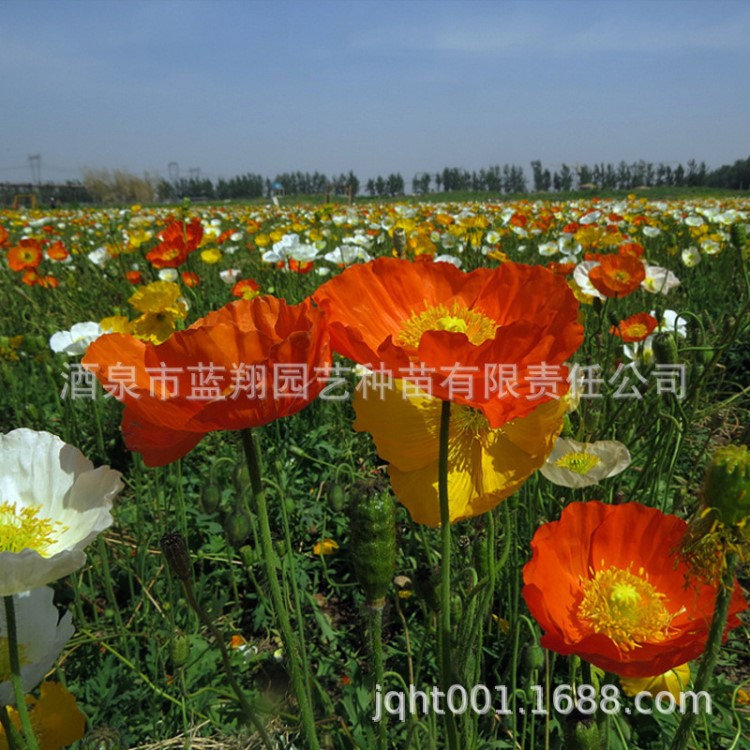 廠家直銷花卉種子特大花冰島虞美人香檳氣泡虞美人種子宿根花卉