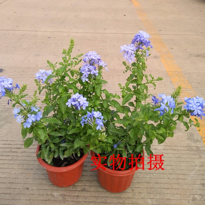 藍雪花盆栽藍色茉莉半攀爬植物室外易養(yǎng)爬藤花苗原土發(fā)貨2盆包郵