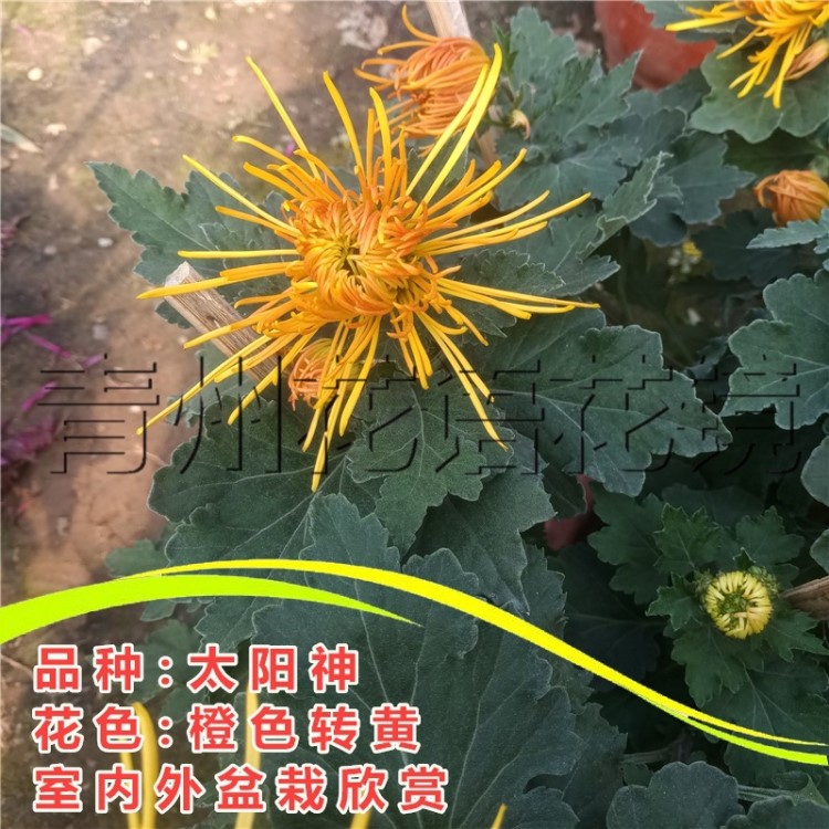 大花品种菊花太阳神 红色品种大朵花卉盆栽 菊花小盆栽价格