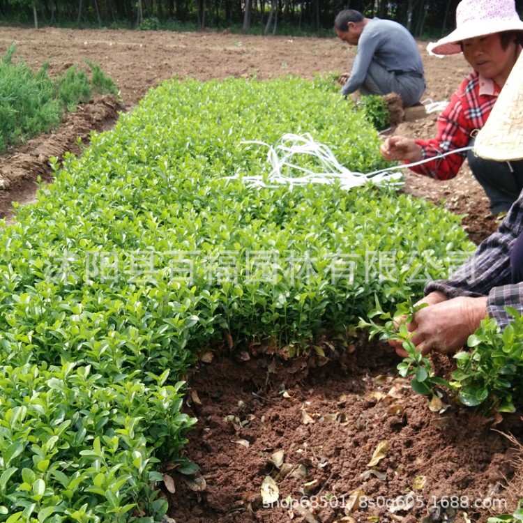 衛(wèi)矛床基地直銷(xiāo) 圃批發(fā)價(jià)格  適合綠籬帶色帶拼圖和造形