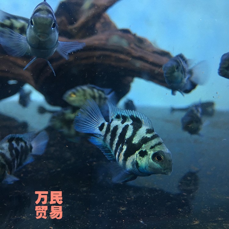 新版藍(lán)寶鸚鵡魚熱帶觀賞魚 活體小型魚 臺(tái)灣迷你鸚鵡魚