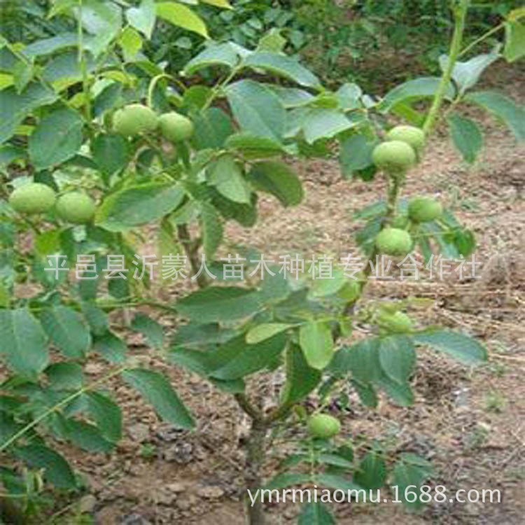 基地供應(yīng)核桃樹苗，實生核桃樹苗，嫁接核桃樹苗