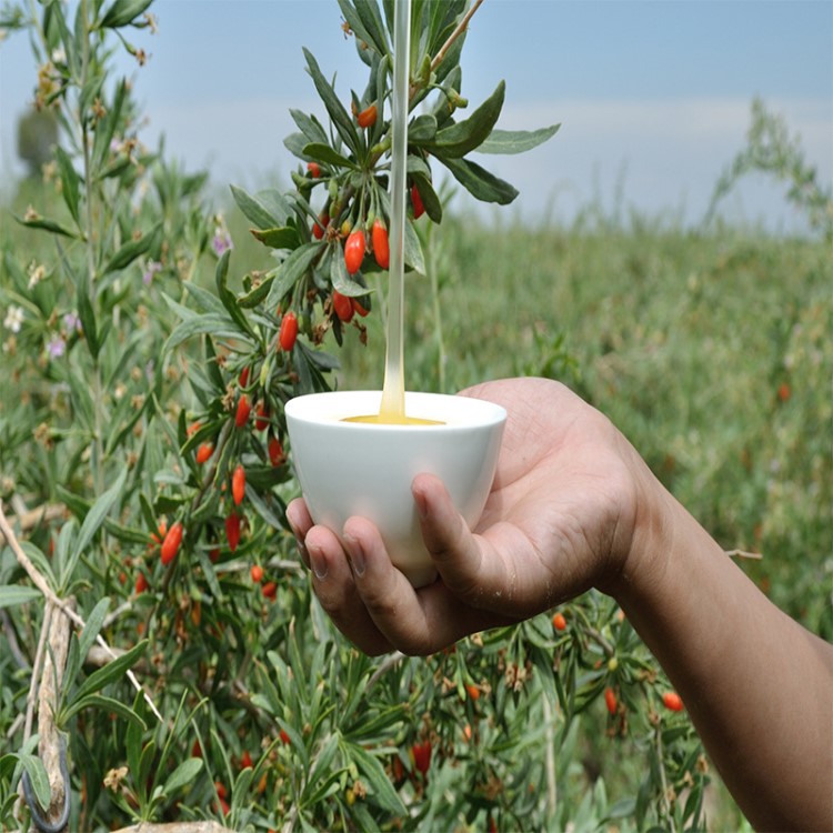 蜂蜜批發(fā) 枸杞蜂蜜  農(nóng)家自產(chǎn)蜂蜜   蜂蜜土蜂蜜 500g一件代發(fā)