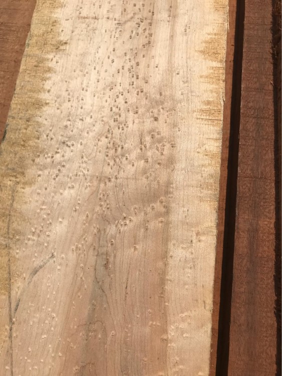 北美硬枫 雀眼 槭木 加拿大 硬枫木 maple 板材