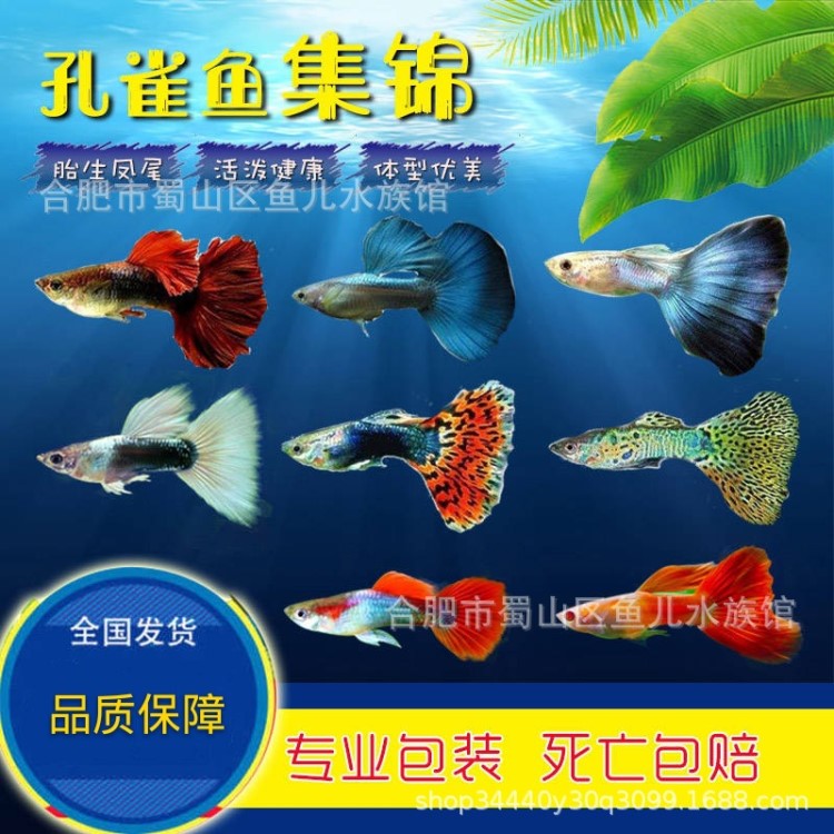 孔雀鱼活体观赏鱼小热带鱼批发淡水凤尾鱼巴西大耳全红冰蓝象牙白