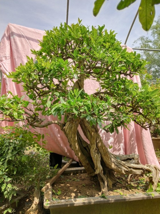 批發(fā)石榴盆景，庭院盆栽石榴古樹，石榴小苗綠化苗木，規(guī)格