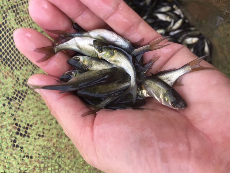 大量批發(fā)鳙魚 大頭魚苗 花鰱魚 花鳙魚 大頭鳙魚苗 魚苗 魚苗批發(fā)