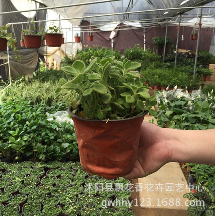 批發(fā) 香草植物 碰碰香 一碰就香 小盆景 小植物 芳香花卉