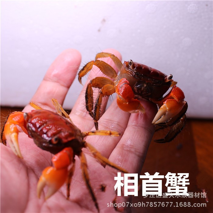 小螃蟹紅螯相手蟹活體深水蟹觀賞蟹活體螃蟹魚缸蟹爬寵批發(fā)