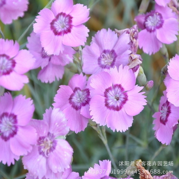 宿根花卉常夏石竹 基地直销石竹 石竹苗批发 量大更优惠