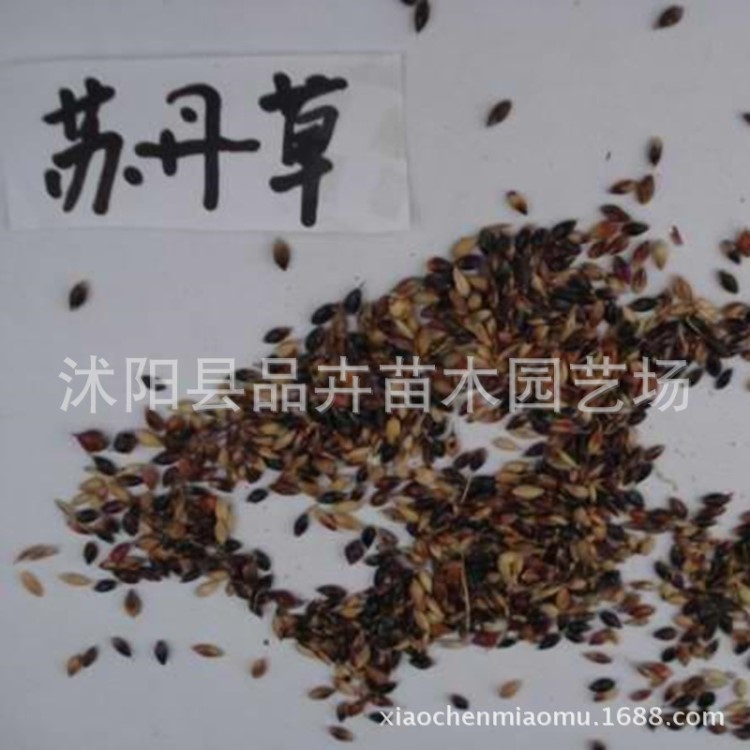 批發(fā)供應(yīng)牧草種子 家禽喜食的  蘇丹草種子 畜牧草草籽 高營(yíng)養(yǎng)