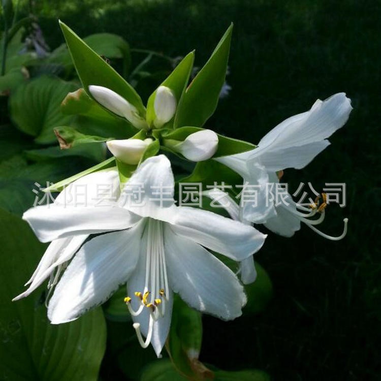 批發(fā)青葉玉簪 花葉玉簪庭院綠化盆栽植物花卉 金邊玉簪花