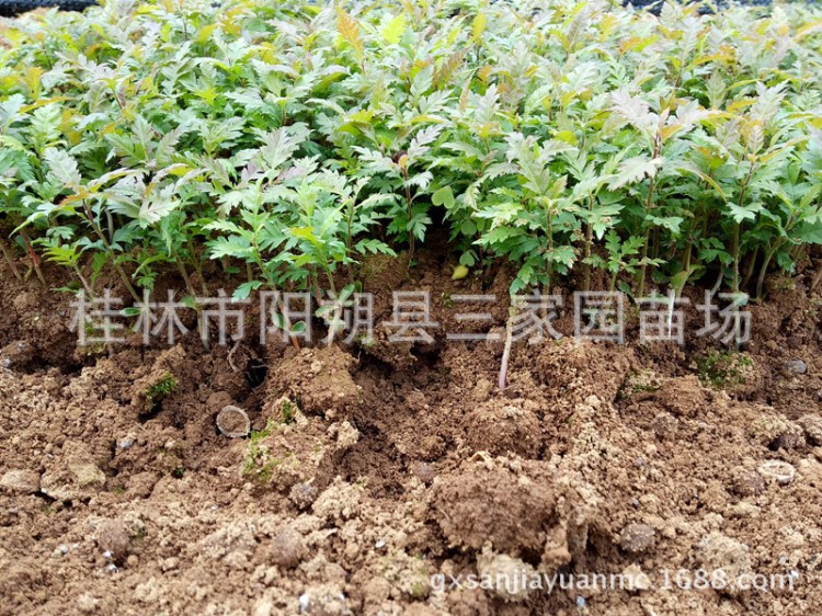 廣西楊梅苗 楊梅小苗 實(shí)生楊梅芽苗 果樹(shù) 楊梅幼苗 湖南楊梅小苗