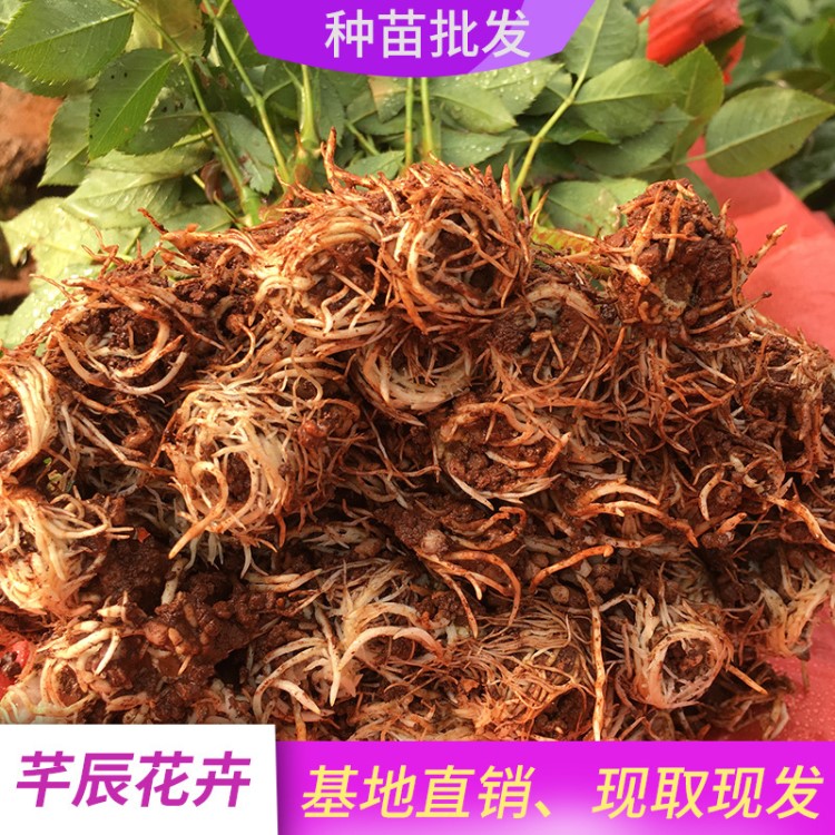 云南玫瑰種苗批發(fā) 艷粉月季花苗 裸根小苗 花卉盆栽植物 自產(chǎn)自銷