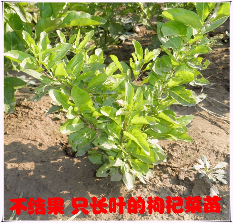 菜用枸杞種子 枸杞菜種子 菜用枸杞苗 蔬菜種子 菜枸杞種 盆栽苗