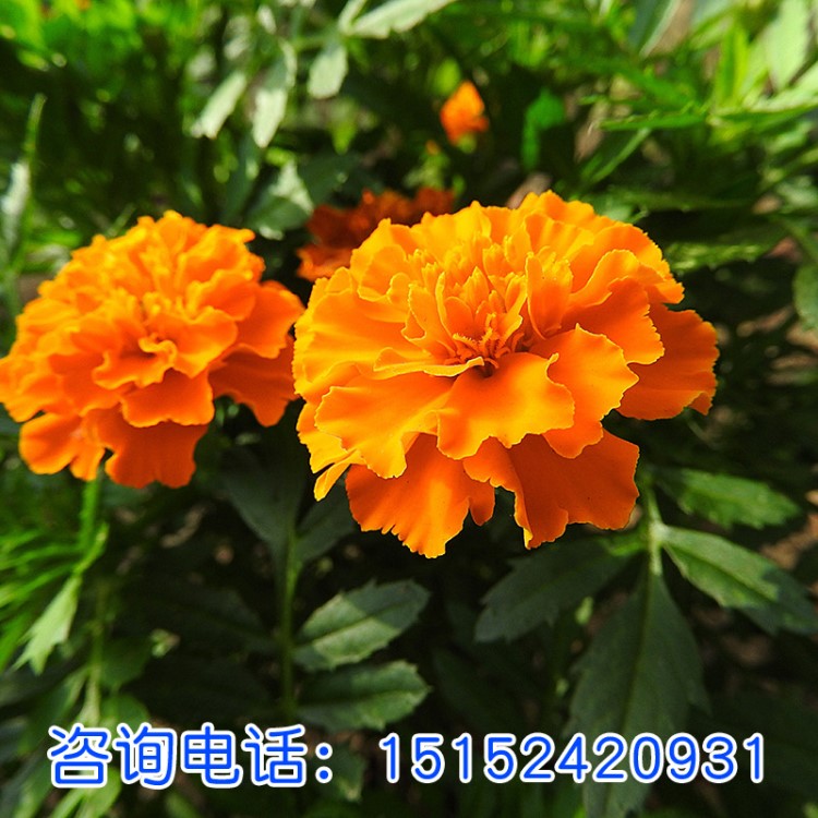 孔雀草草本花卉種 四季可播子 觀花花海 藥材花卉 易種植