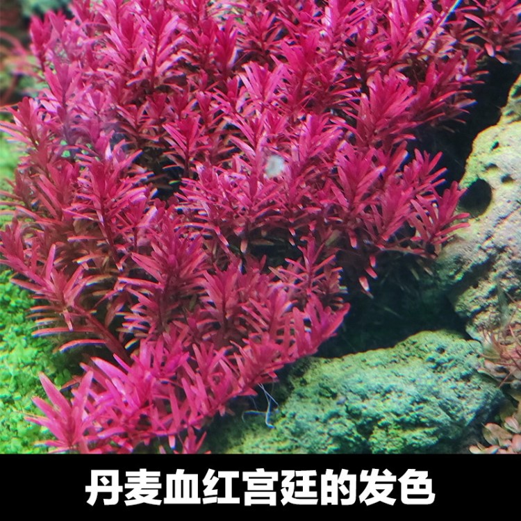 千草堂水族水草觀賞魚缸燈LED燈水草燈魚燈架燈防調(diào)亮燈包郵