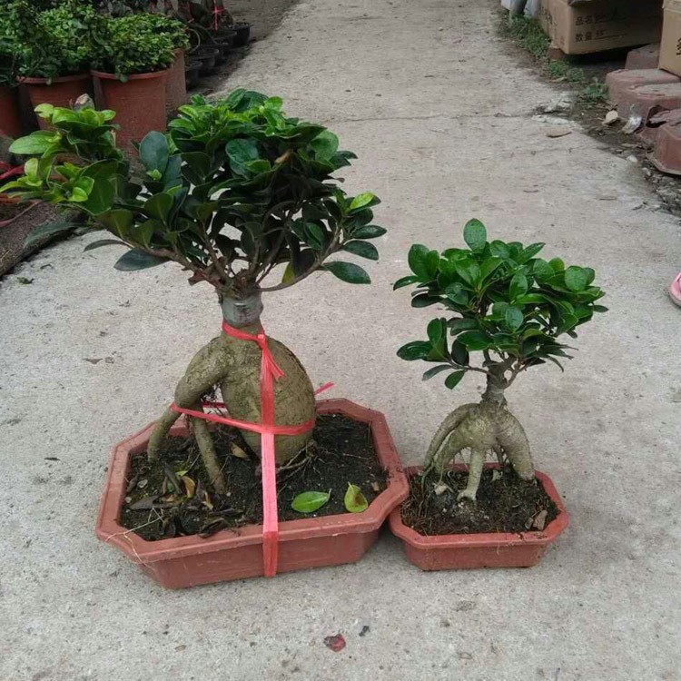 【基地直銷】室外陽臺盆栽花卉植物造型榕樹 造型盆景細葉榕