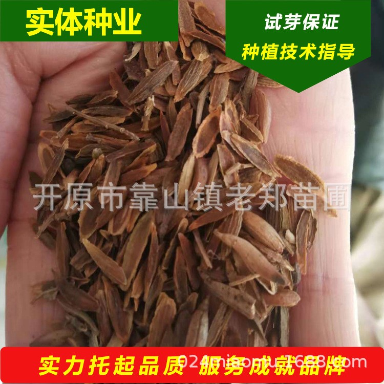 直銷 小葉丁香種子 綠化花灌木籽 東北四季丁香樹種 實(shí)體種業(yè)批發(fā)