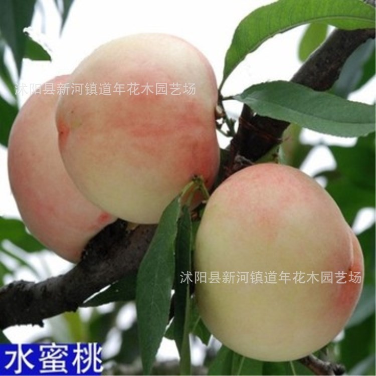 嫁接桃樹樹苗 果樹苗 黃桃雪桃 水蜜桃五月紅水蜜桃苗 南北種植