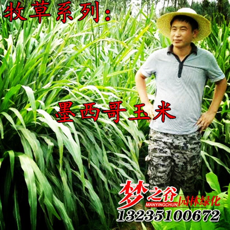 牧草種子批發 玉米草種子 墨西哥玉米草優12 牧草 春播種子