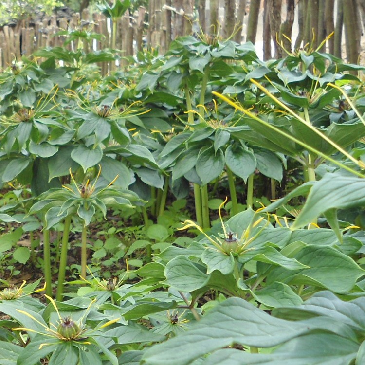 供應(yīng)植物中藥材七葉一枝花 重樓種子 免費(fèi)提供種植技術(shù)包回收