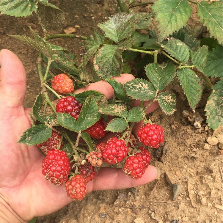 树莓苗种植技术 托朴苗 双击红树莓 一年可以挂果两次的红树莓苗