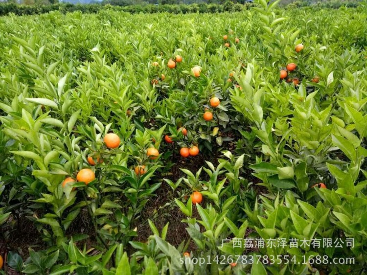 東方紅桔，水果樹苗，品質(zhì)好