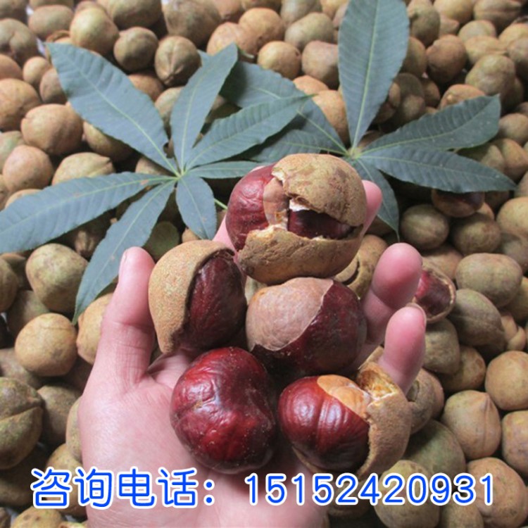 七叶树种子梭椤树种子桫椤树天师栗娑罗树猴板栗花卉种子