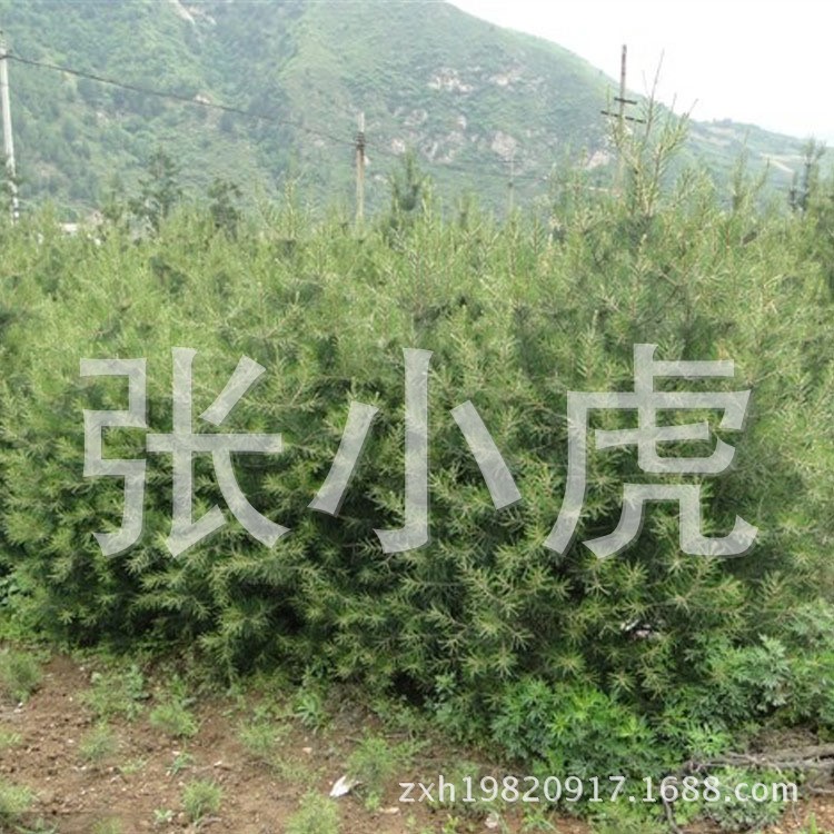 陜西苗圃原產(chǎn)地供應(yīng)各規(guī)格白皮松  綠化苗木 量大優(yōu)惠