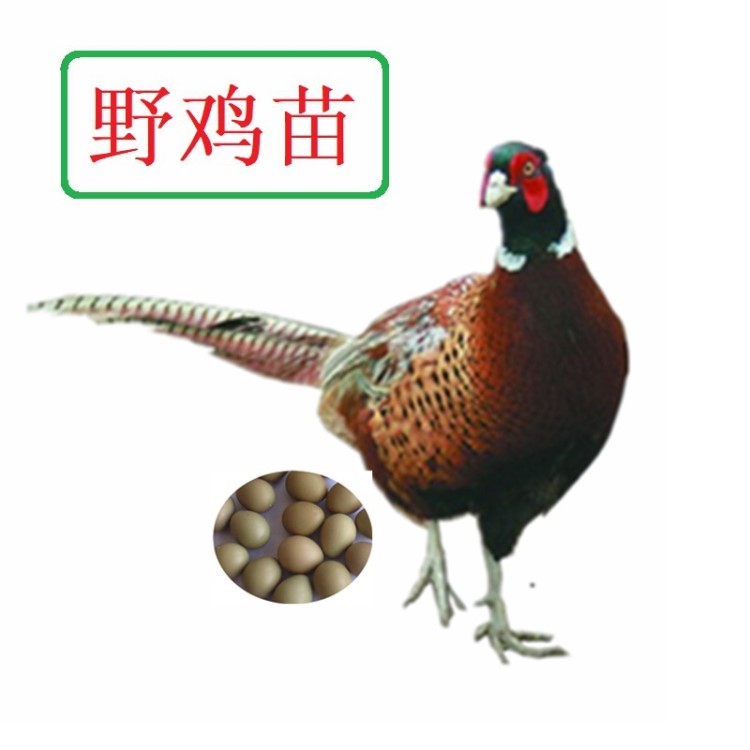 供應(yīng)生態(tài)養(yǎng)殖的野雞，肉質(zhì)鮮美全國運(yùn)送