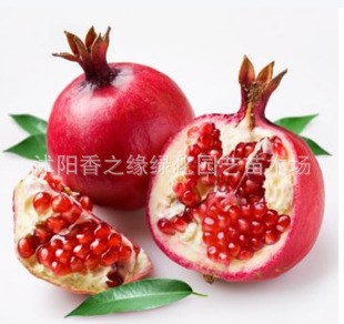果樹苗 石榴樹苗 大果型石榴 開封大紅一號 結果苗子5年苗