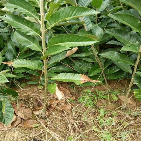 燕红板栗苗 嫁接板栗苗的价格 适合云南贵州山区种植的板栗