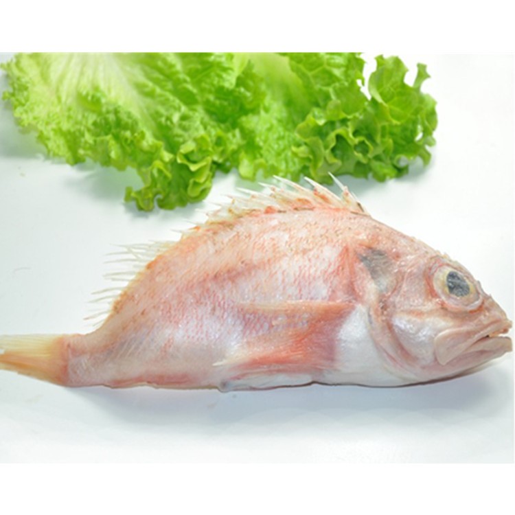 南極紅鱸魚海鱸魚新西蘭特產深海捕撈婚慶壽宴喜慶菜品700/1000克