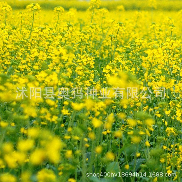 油菜花種子批發(fā) 易活發(fā)芽率高 榨油飼料 綠化庭院觀賞 油菜籽