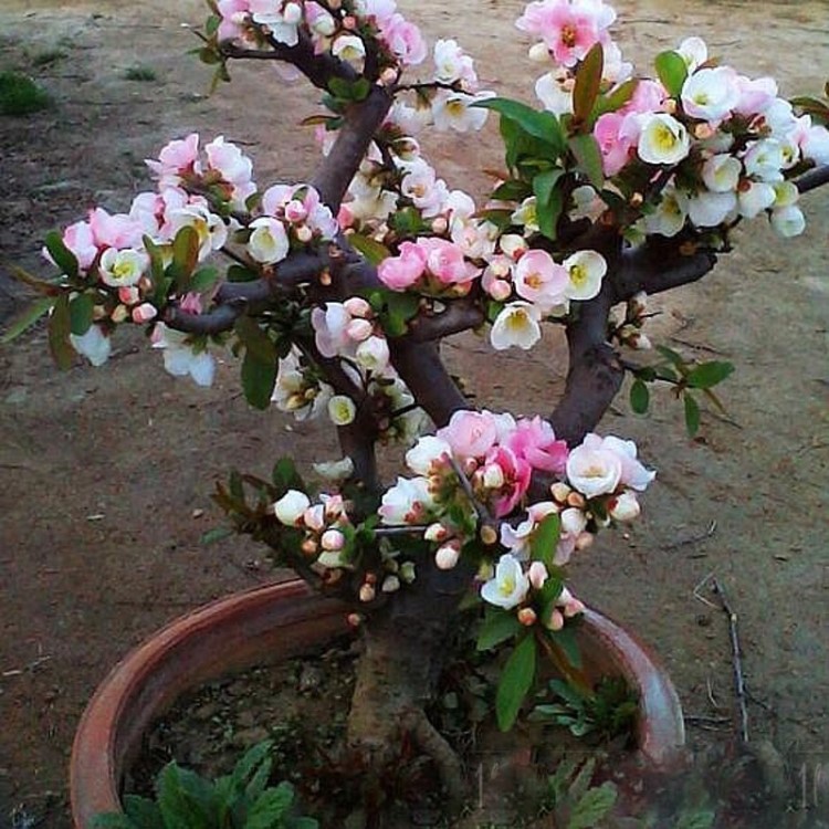 四季重瓣海棠花樹(shù)苗盆栽老樁盆景花卉陽(yáng)臺(tái)綠植物室內(nèi)好養(yǎng)開(kāi)花不斷