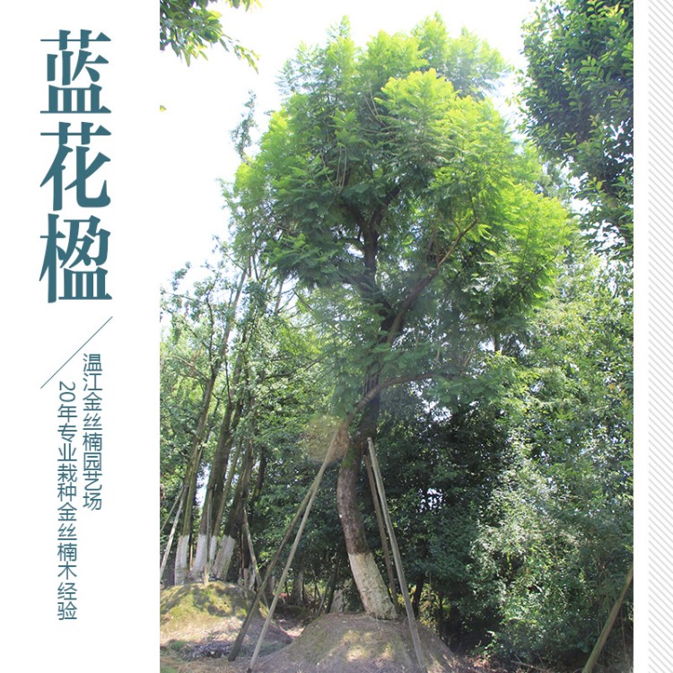 溫江區(qū)金絲楠木基地 藍(lán)花楹喬木園藝樹 行道樹風(fēng)景樹防護(hù)樹