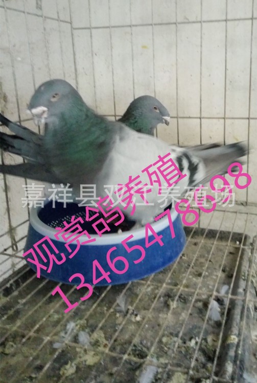 觀賞鴿頭型鴿, 俄羅斯馬頭鴿,蛇頭觀賞鴿養殖廠家