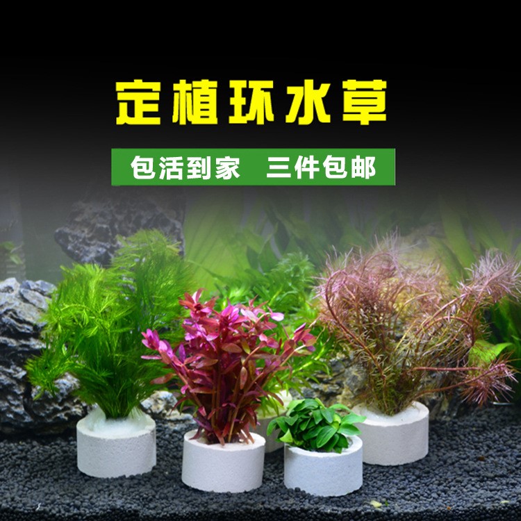 魚(yú)缸水草造景無(wú)土活體天然造景裝飾植物定植陶瓷環(huán)四季懶人真草