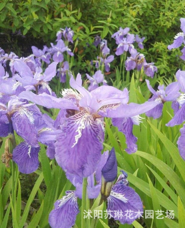 基地直銷(xiāo)水生花卉 藍(lán)菖蒲蘭花鳶尾美人蕉 菖蒲凈化水體 水生植物