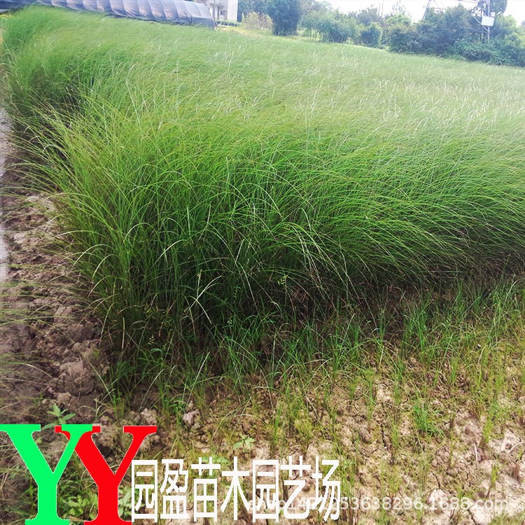 園林綠化工程苗木細(xì)葉芒濕地水體公園景點綠化點綴草花細(xì)葉芒