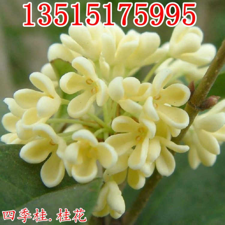 四季桂盆栽 四季開(kāi)花桂花 日香桂 園林庭院行道植物 綠化苗木批發(fā)