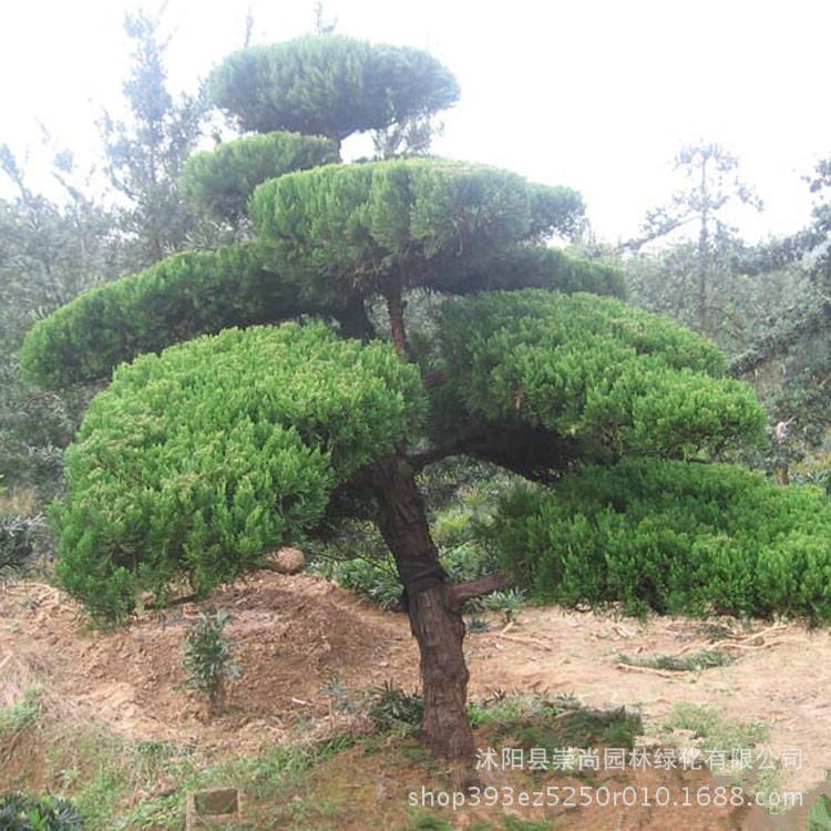 苗圃直銷造型蜀檜  造型龍柏 造型蜀檜價格 造型龍柏價格