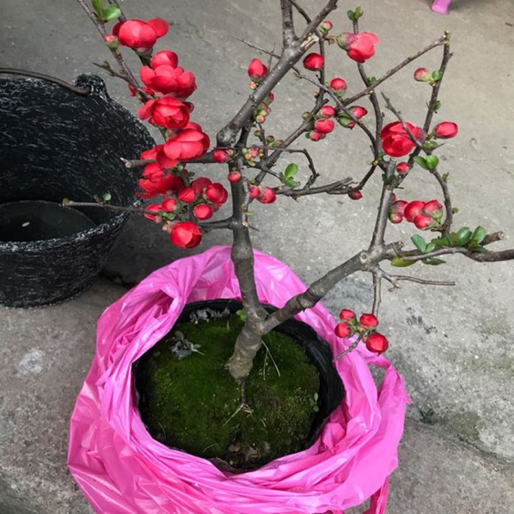 重瓣海棠花樹盆栽盆景老樁花卉綠植物室內(nèi)四季開花不斷陽臺(tái)