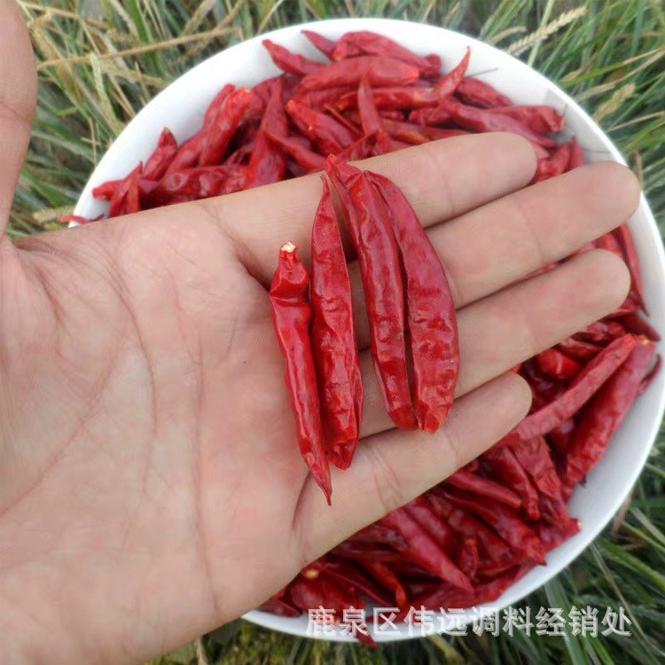 产地直销 辣椒 新一代干辣椒 散装 500g 中辣特香 辣椒干