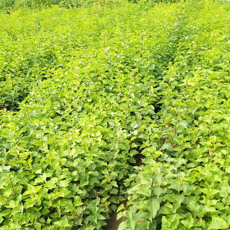 辽宁苗圃直销园林苗木小叶四季 紫丁香小苗 落叶灌木大量现货