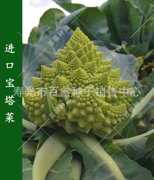 寶塔菜種子綠菜花花菜羅馬花椰菜口感脆爽韓國亞細(xì)亞公司出品